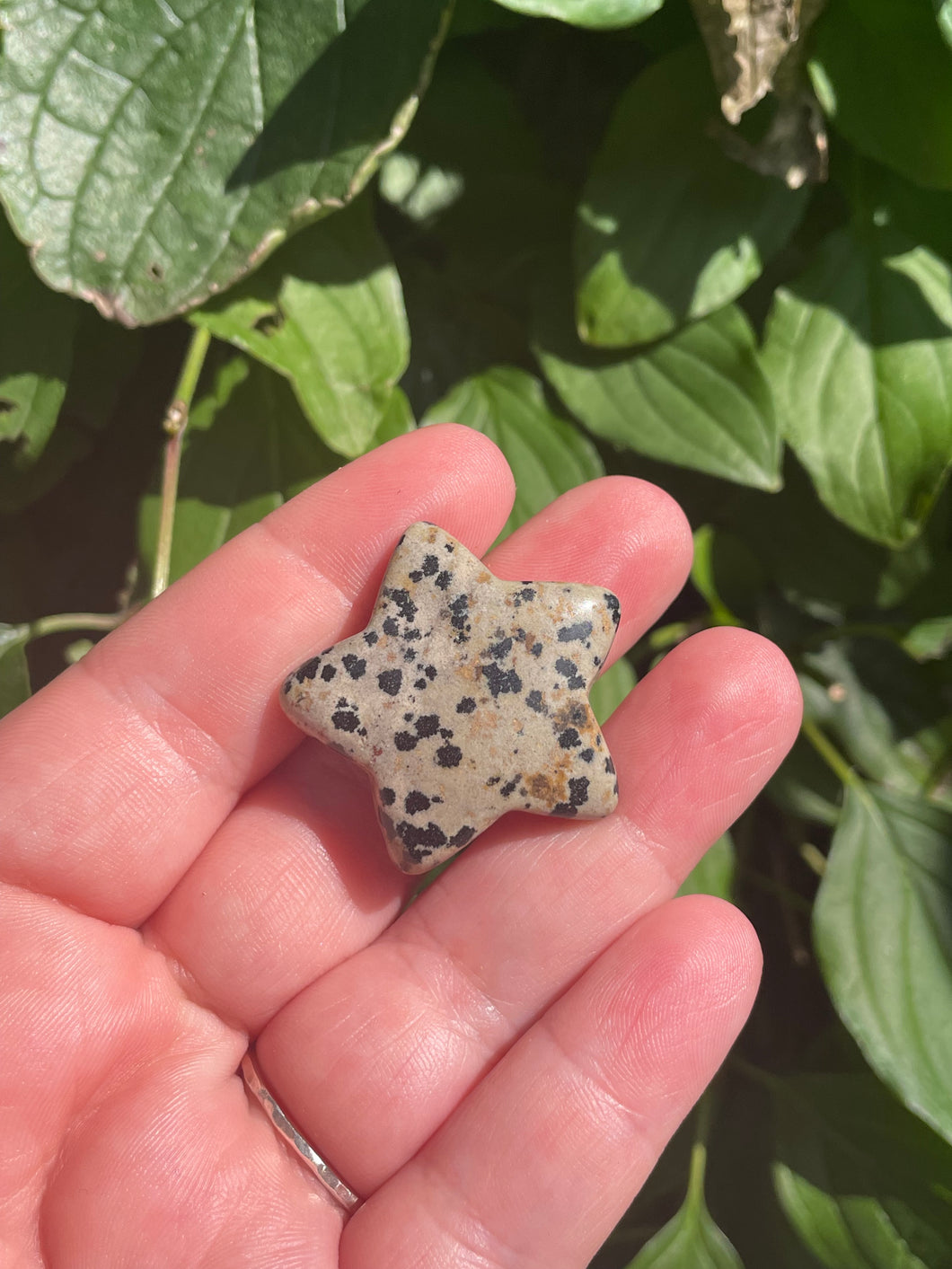 Dalmatian Jasper Star Carving