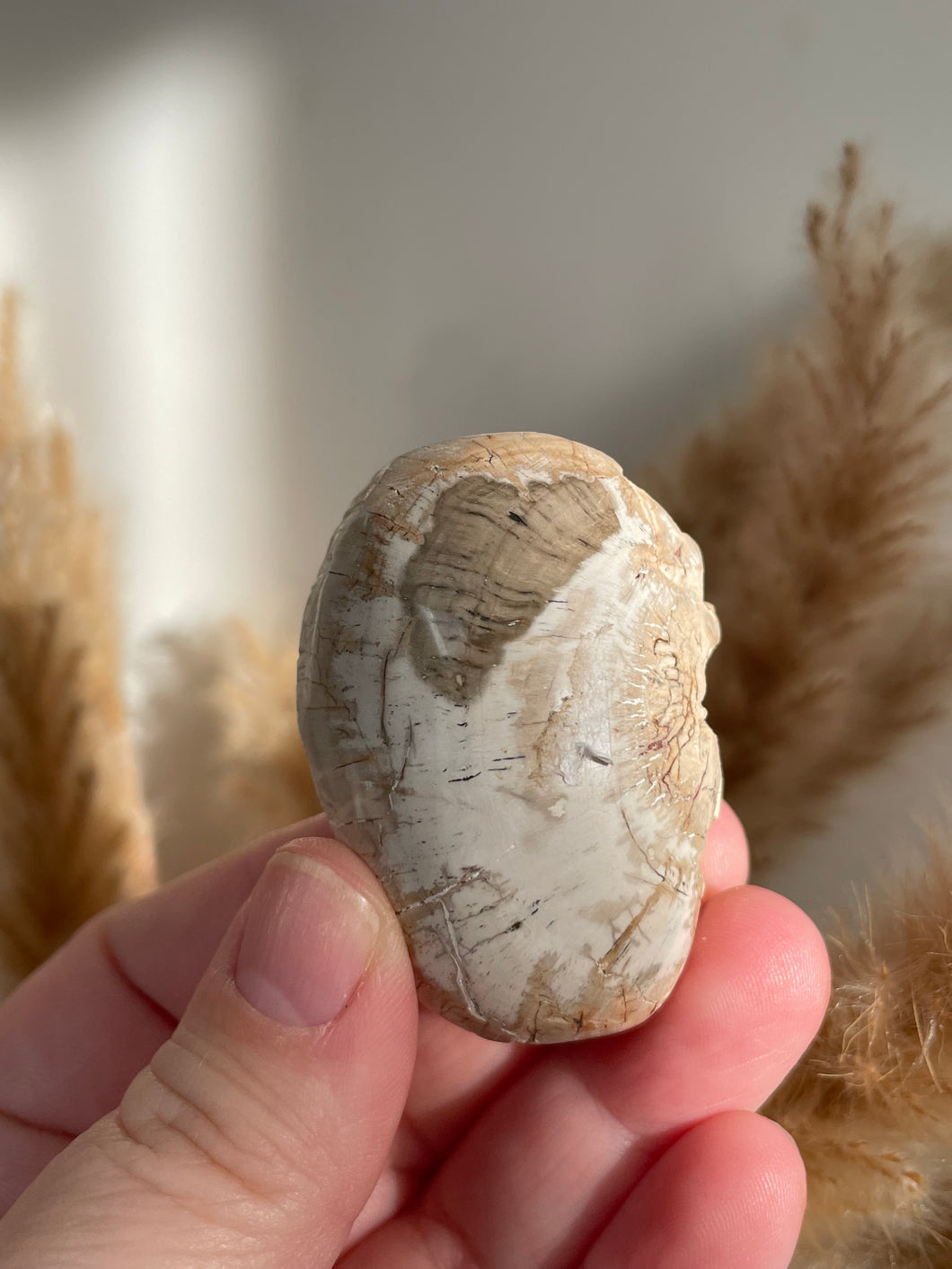 Polished Petrified Wood