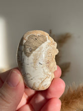 Load image into Gallery viewer, Polished Petrified Wood
